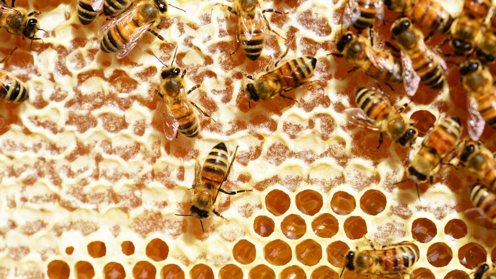 Apis Mellifera: Todo lo que Debes Saber