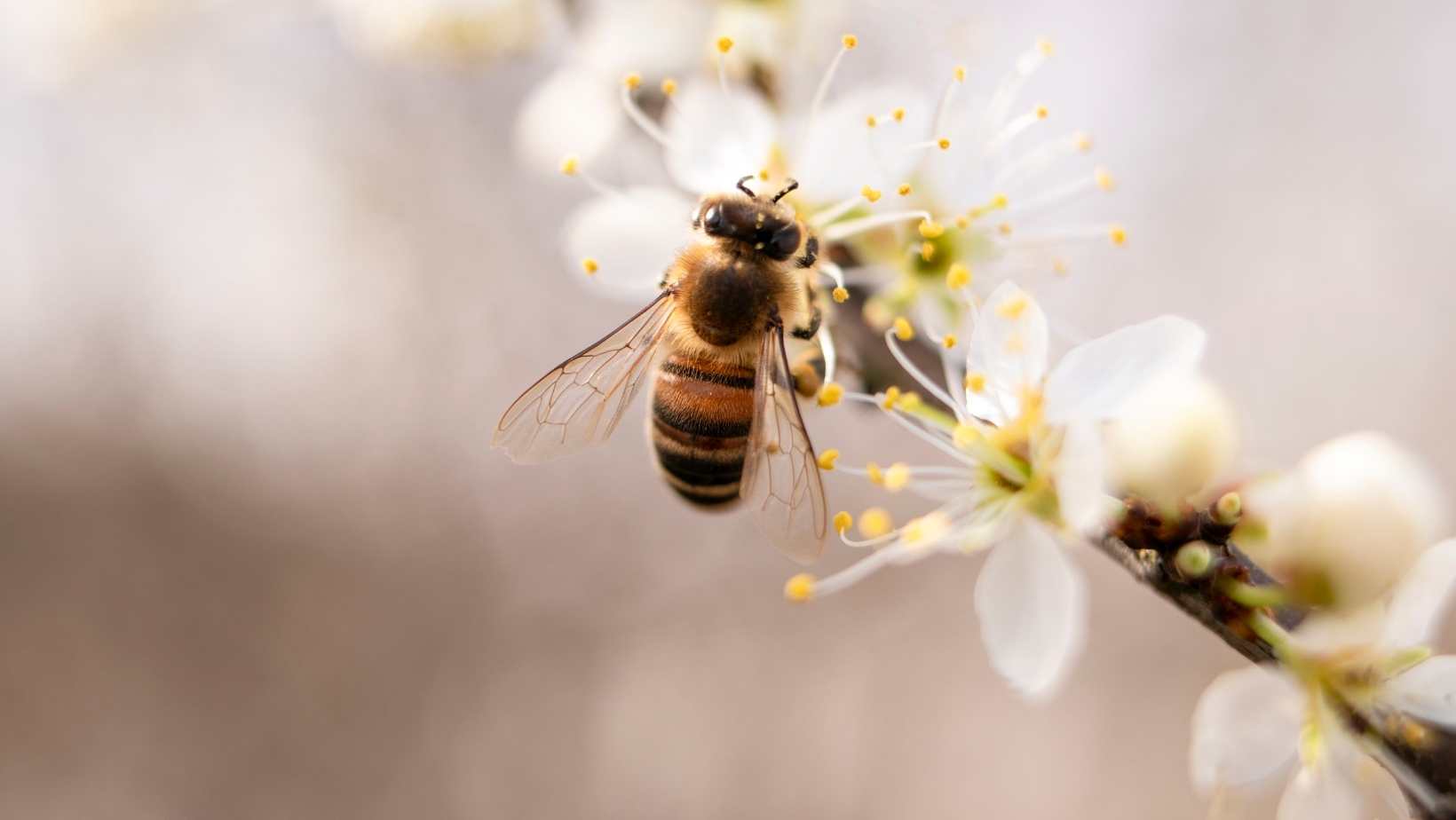 Apitoxina: Qué es y Qué Debes Saber