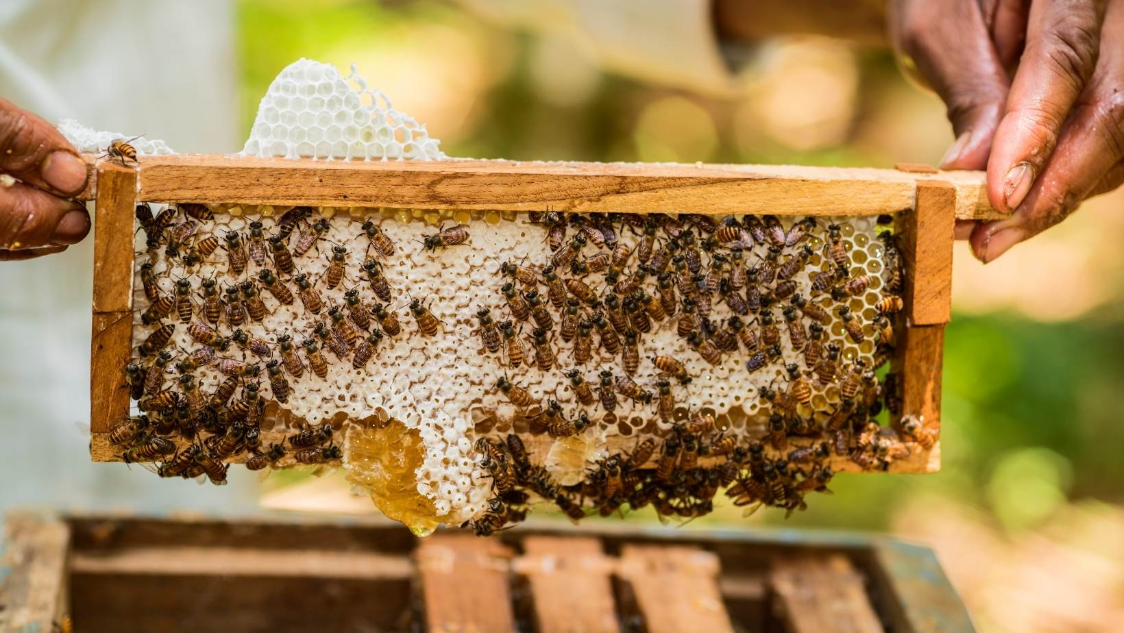 Panal de Abejas: Cuál Es su Función