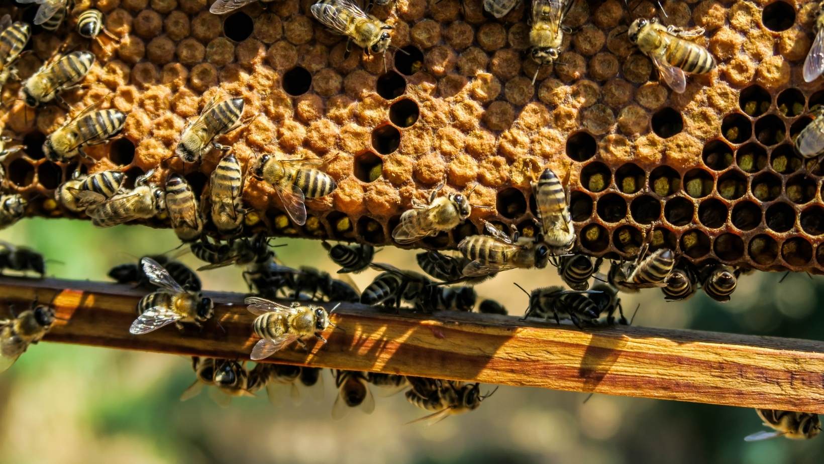 El Olfato de la Abeja: Todo lo que Debes Saber