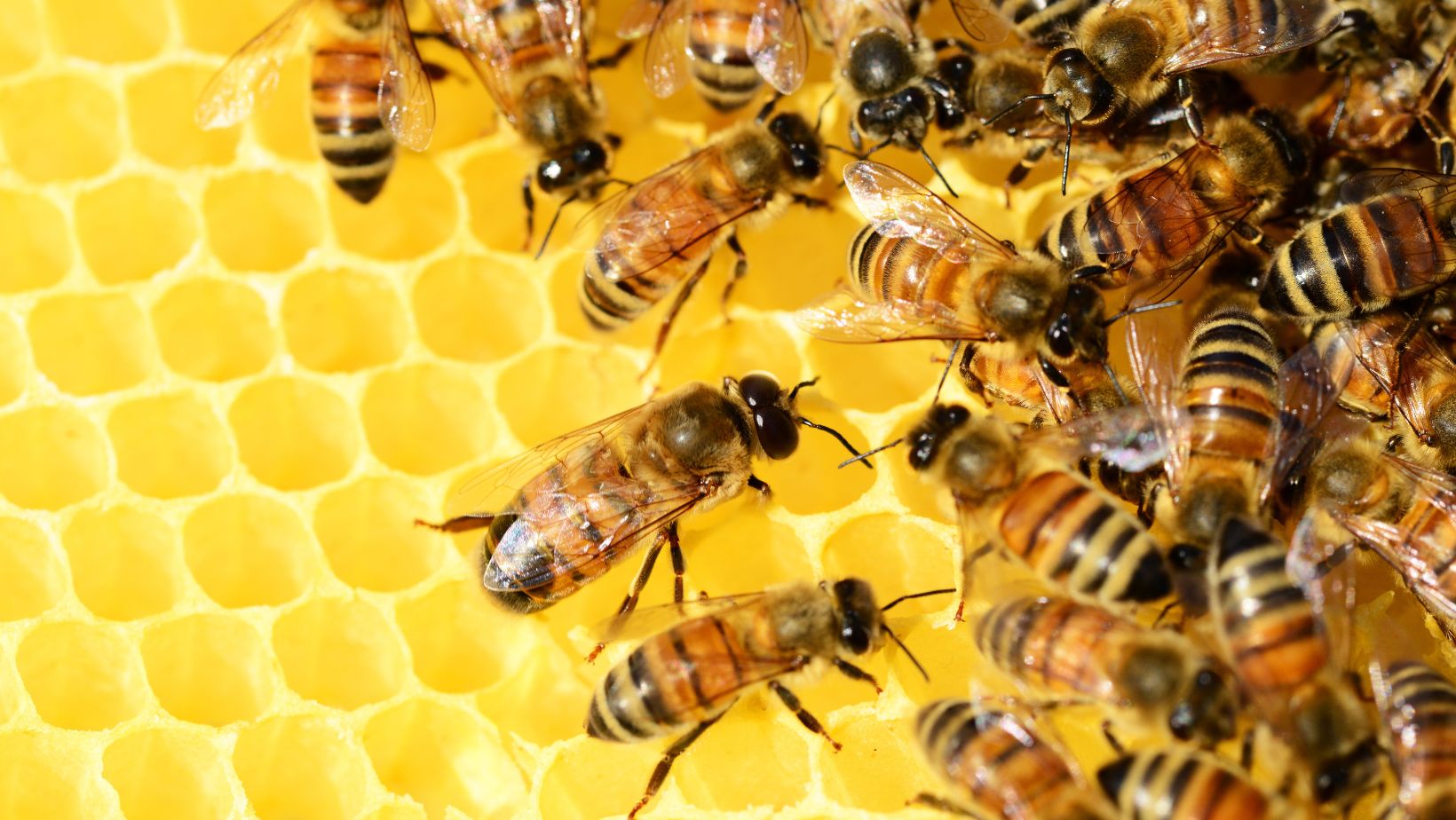 cuantas abejas se necesitan para hacer un litro de miel el viaje de una abeja
