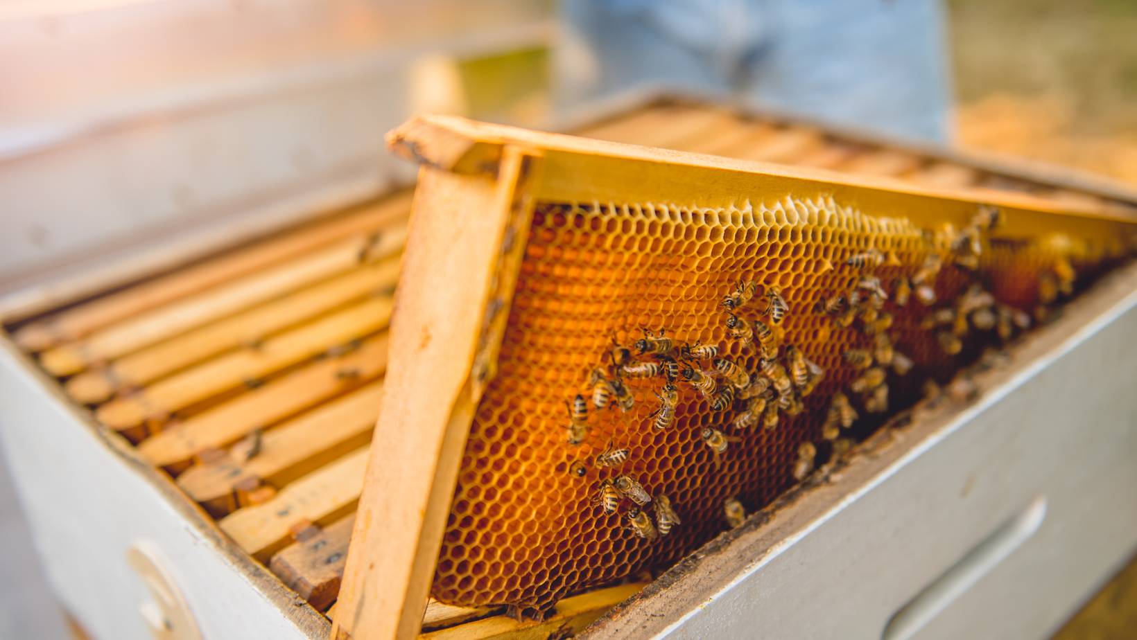 productos derivados de las abejas conoce los tesoros secretos de una colmena