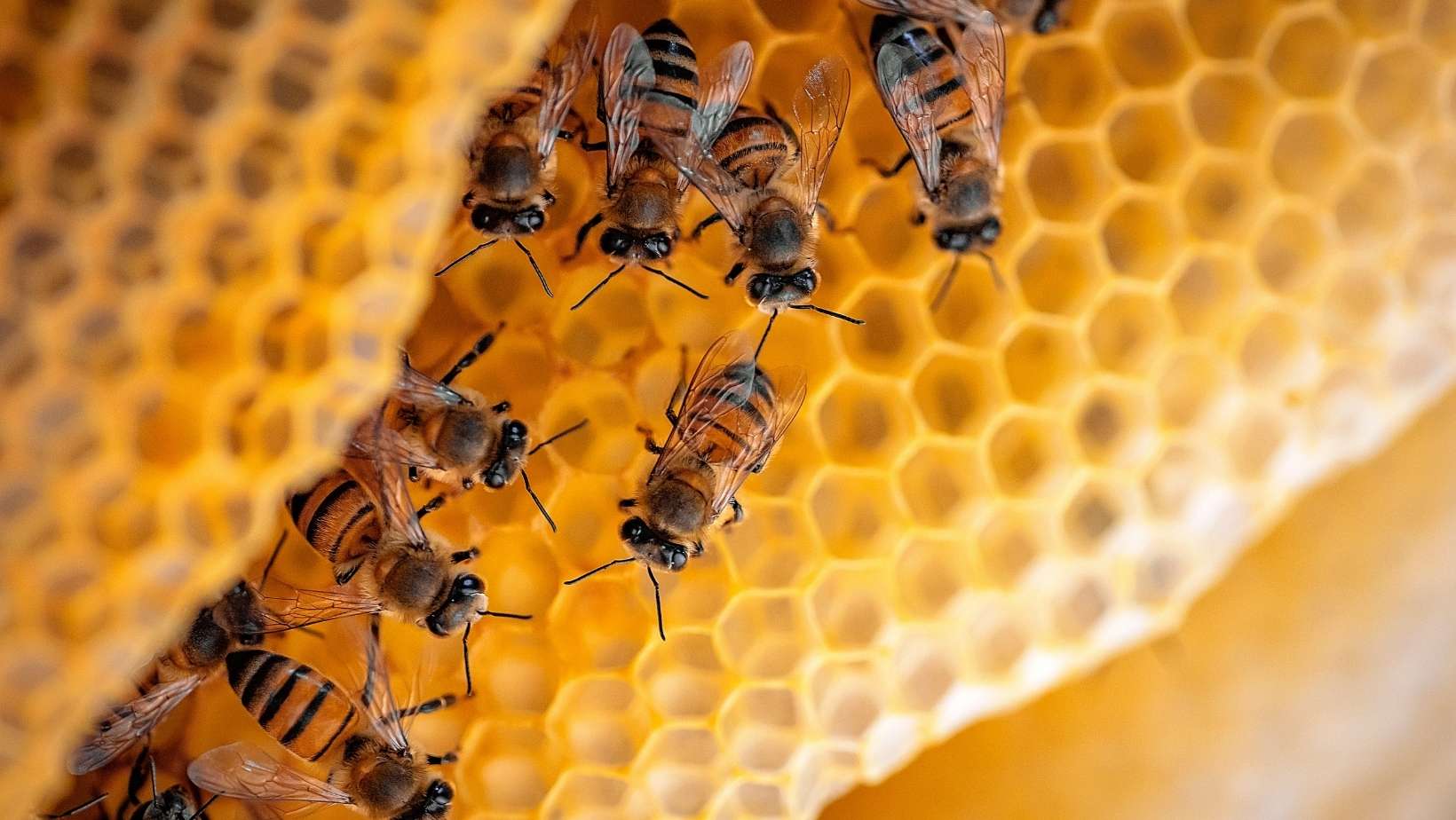 Nueve cosas que quizá no sabías de las abejas y cinco que